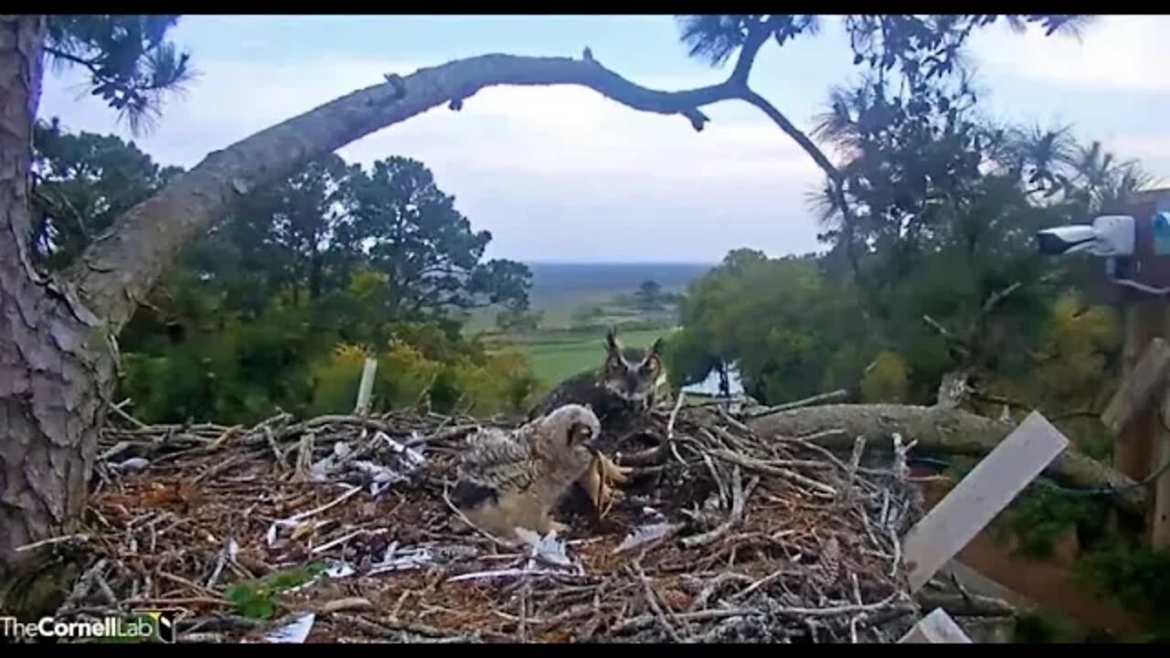 Mom Returns With a Legless Lizard 🦉 4/6/22 19:11