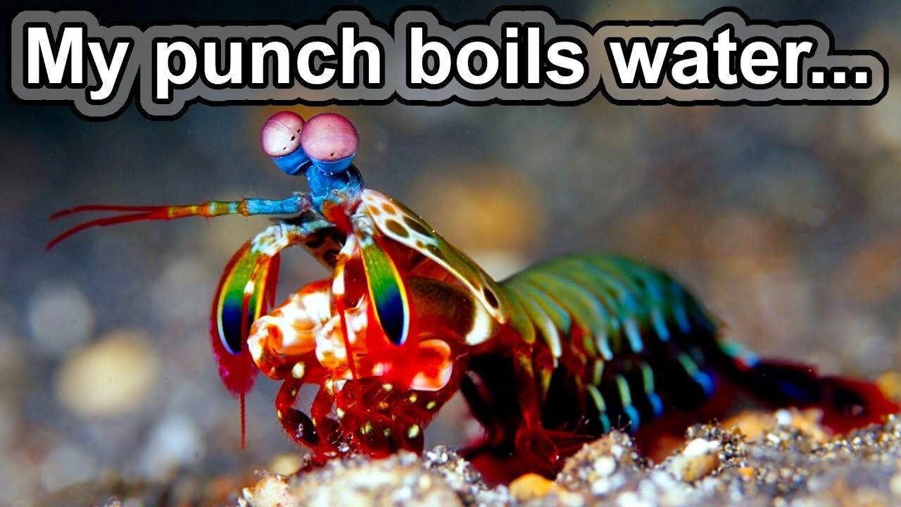 Mantis shrimp nature's ultimate boxer