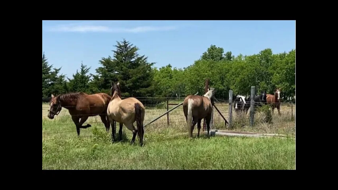 New Horses Moved In Behind The Boys - Belle The Little Flirt Is Causing Problems