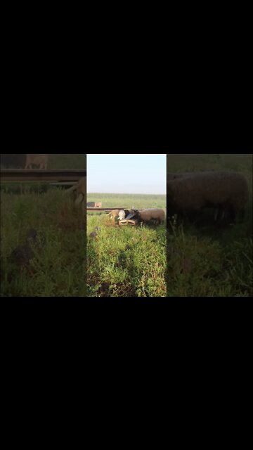 Sheep Using Free Choice Mineral Shaw 🐑😊 #shorts #sheep #mineralshaw #homestead #freechoice