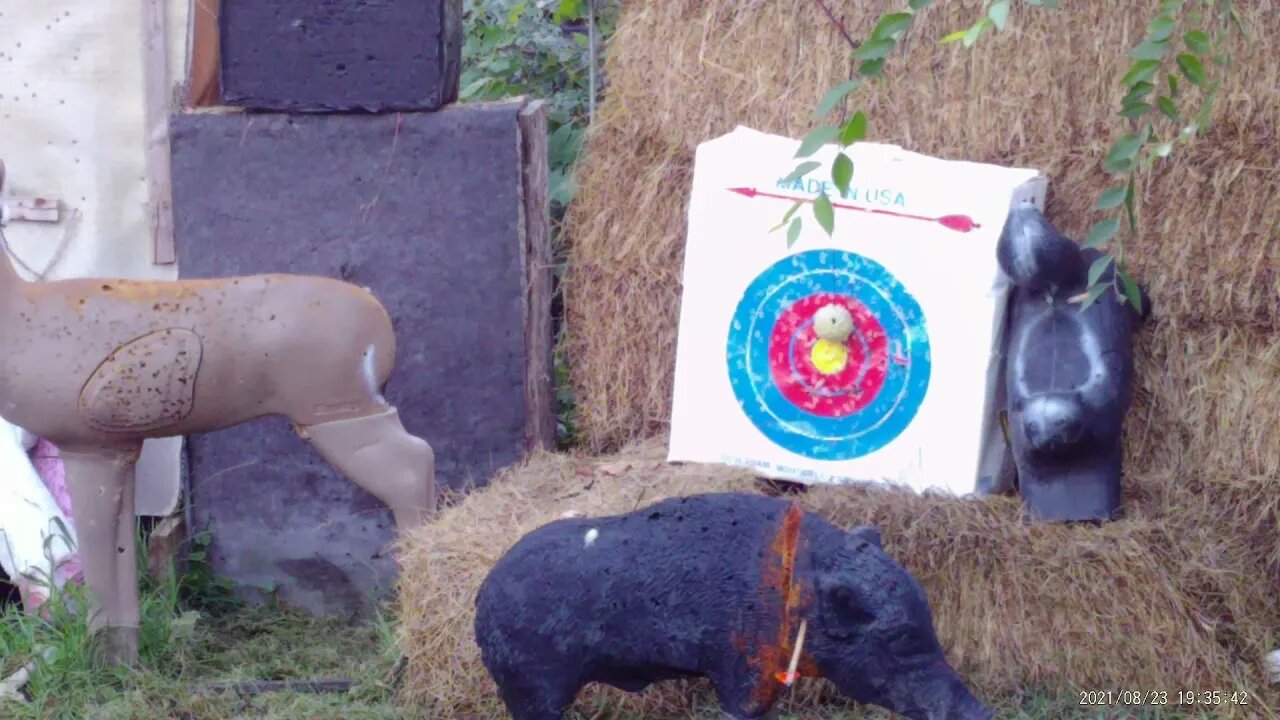 shooting at 50 yards