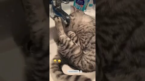 funny cat videos | cute cat videos| cute animals funny cats #shorts #shortsfunny #cutecat #funnycat