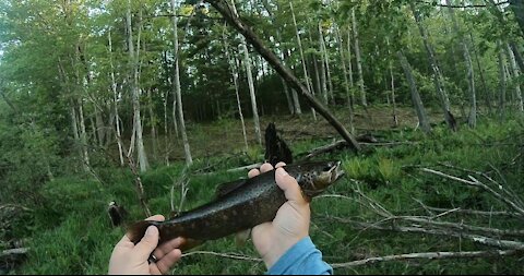 Little Manistee River Trout Catch and Cook!