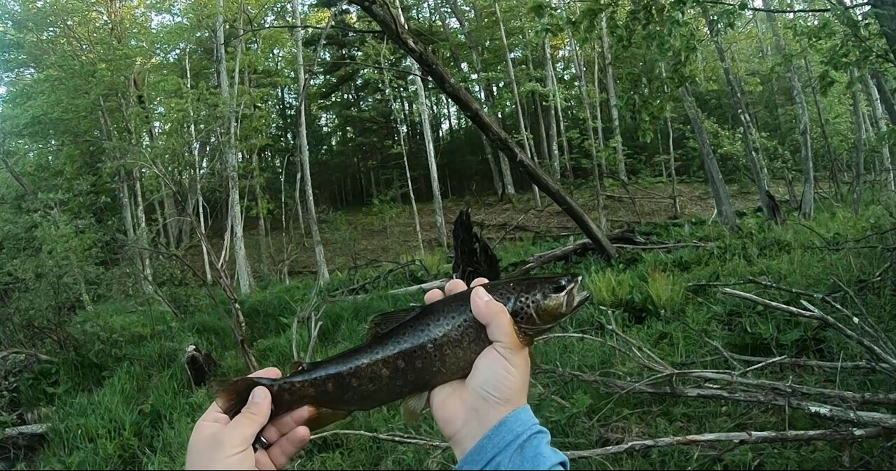 Little Manistee River Trout Catch and Cook!