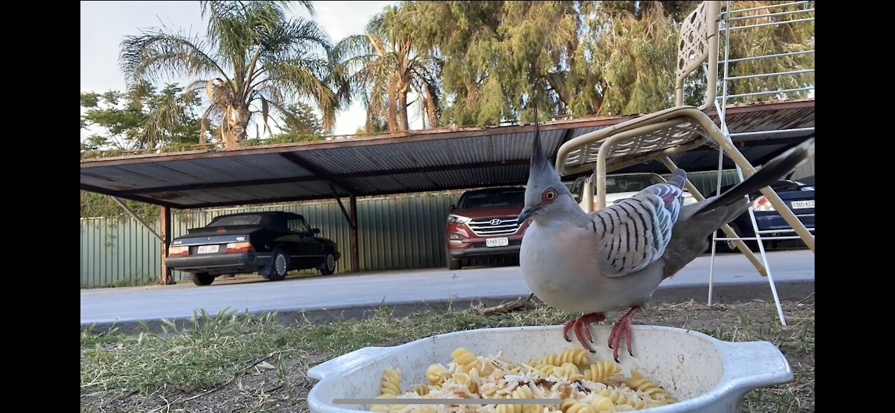 Bird feast