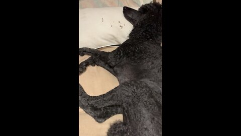 Poodle barks and runs In his sleep.