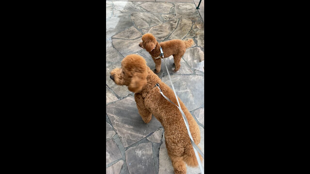 Poodle walk