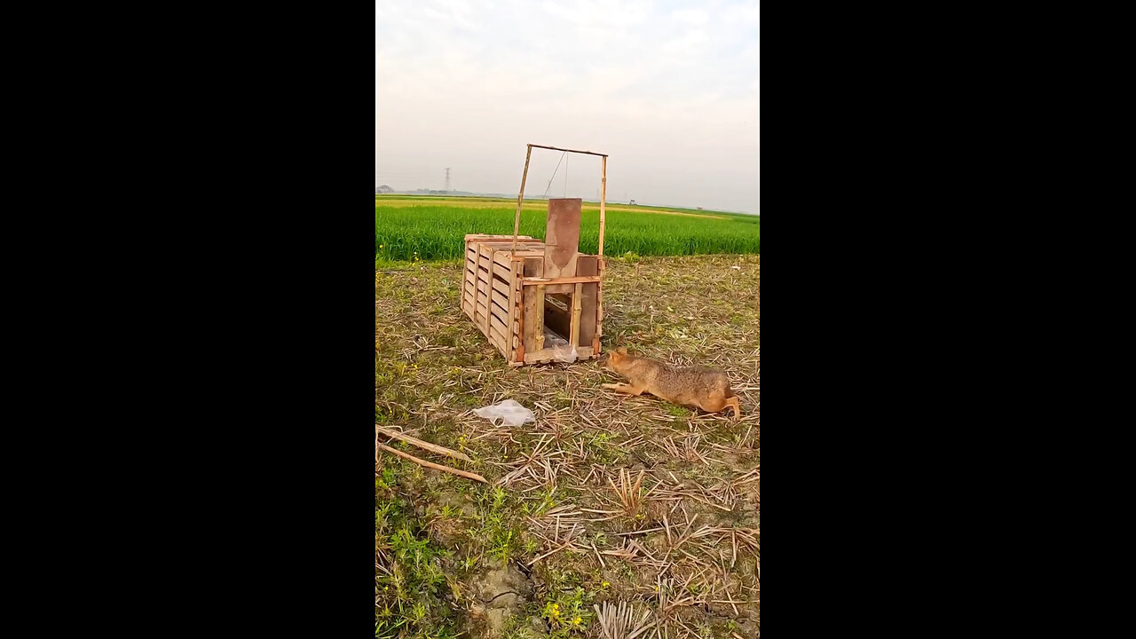 How To Trap A Fox!! Technics