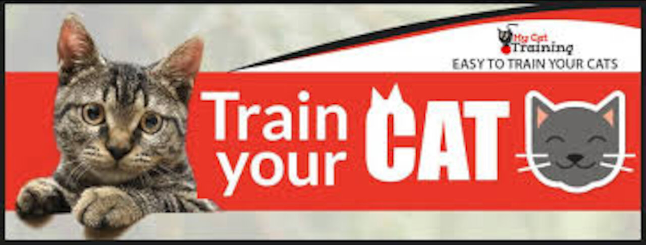 Cats 101 : Basic Cat Training Tips