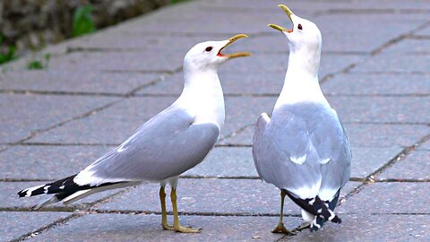 Pair of Common Gulls Being Loud and Obnoxious