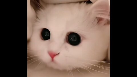 Cute cat