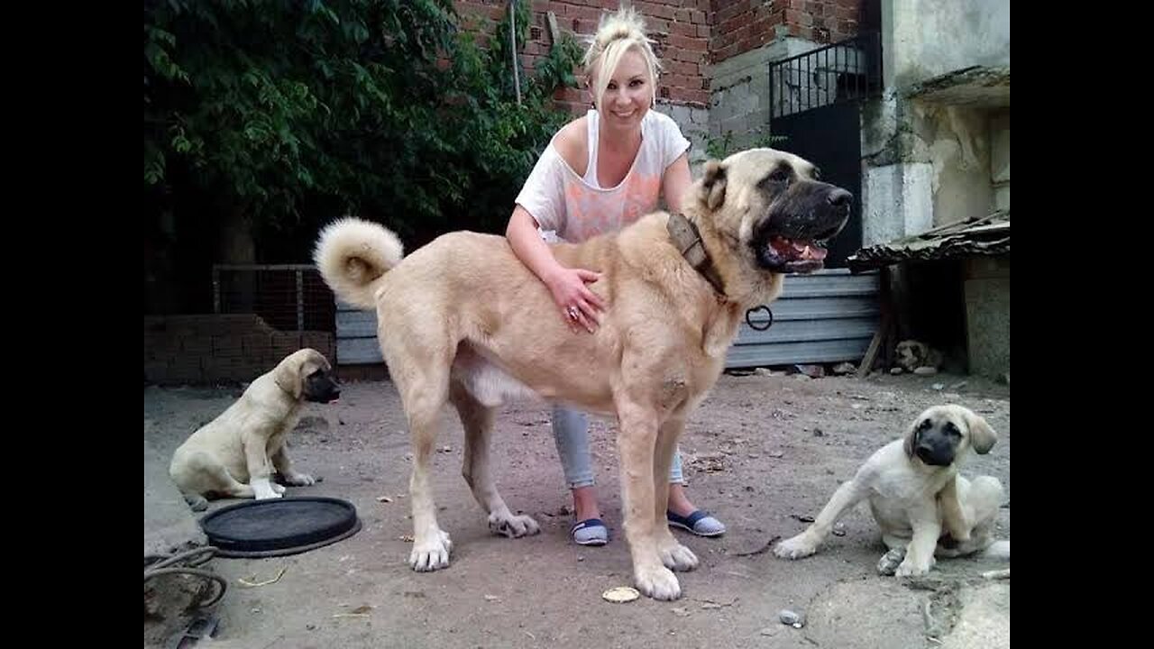 KANGAL Dog a Wolf & Bear killer