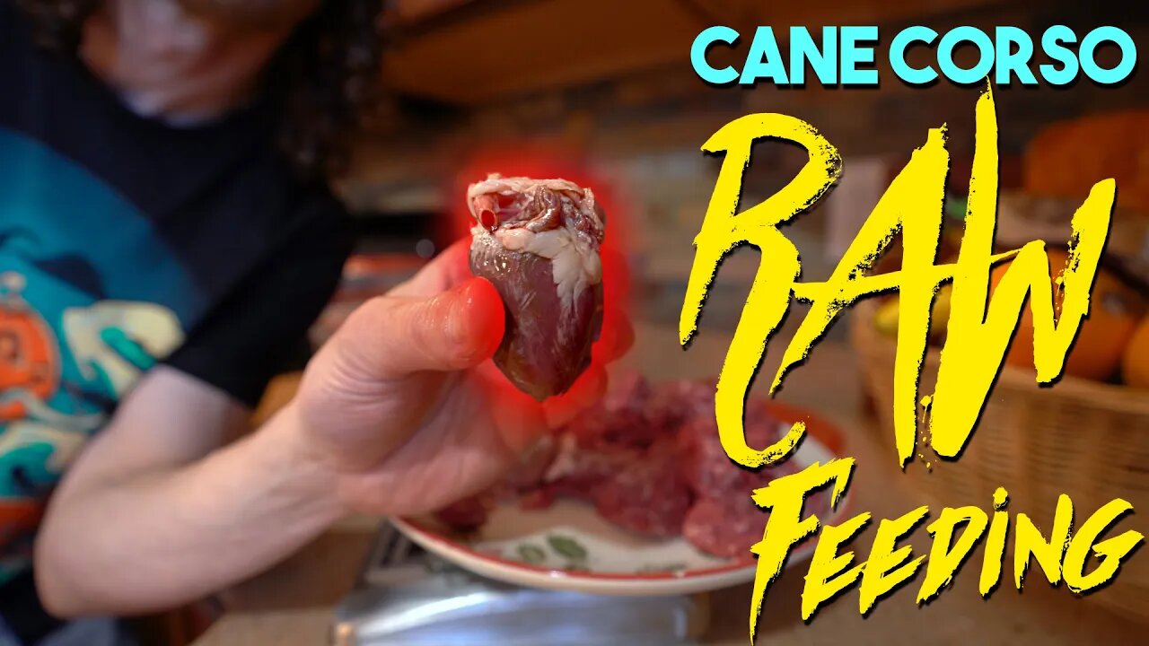 Cane Corso RAW FEEDING