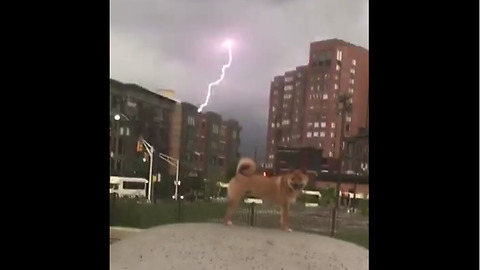 Is this Shiba Inu secretly a superhero?