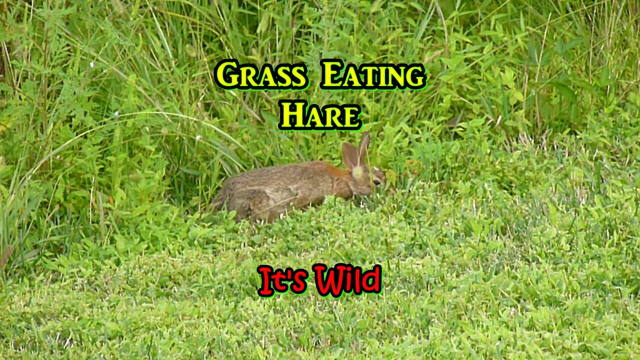 Grass Eating Hare