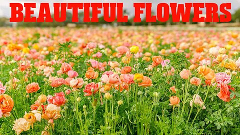 beautiful flowers