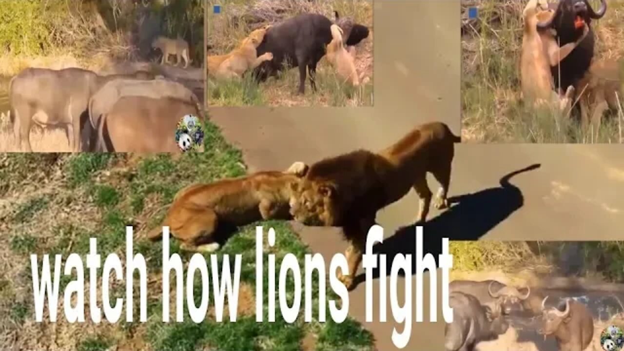 Male lions fighting to death Lion vs lions @!!!!