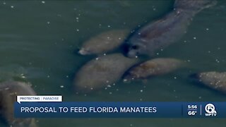 Officials approve experimental plan to feed Florida's starving manatees