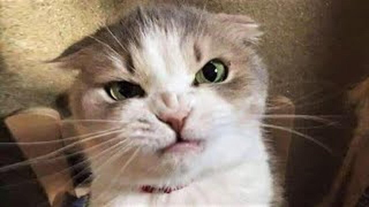 Funny animals - Funny cats / dogs - Funny animal