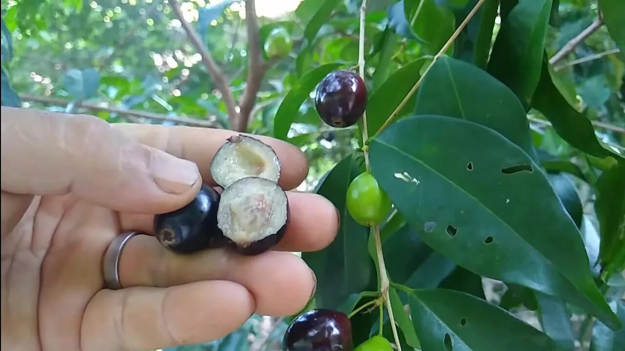 Eugênio candolleana produzindo em vaso conhecida como cereja de Joinville ou Cambuí roxo