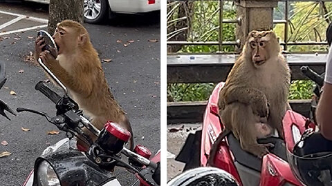 Monkey on Bike