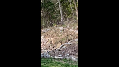 Fox barking