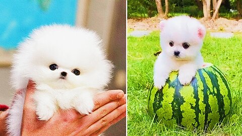 Cute Pomeranian Puppies Doing Funny Things