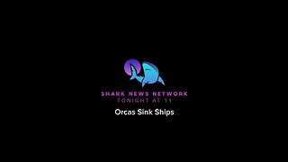 Orcas Sink Ships