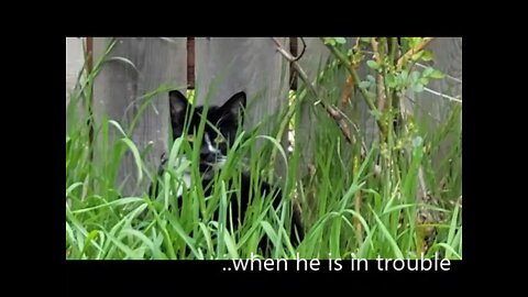 Cat Hides After Misbehaving - Funny Cat