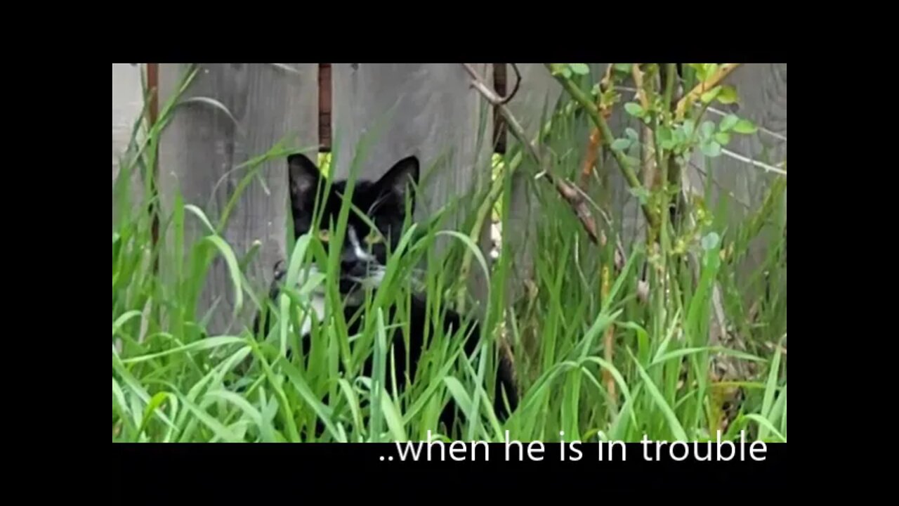 Cat Hides After Misbehaving - Funny Cat