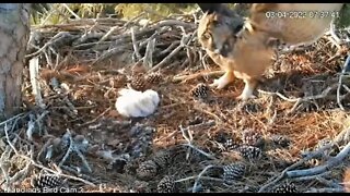 Squirrel Startles Mom-Cam Three 🦉 3/4/22 07:37