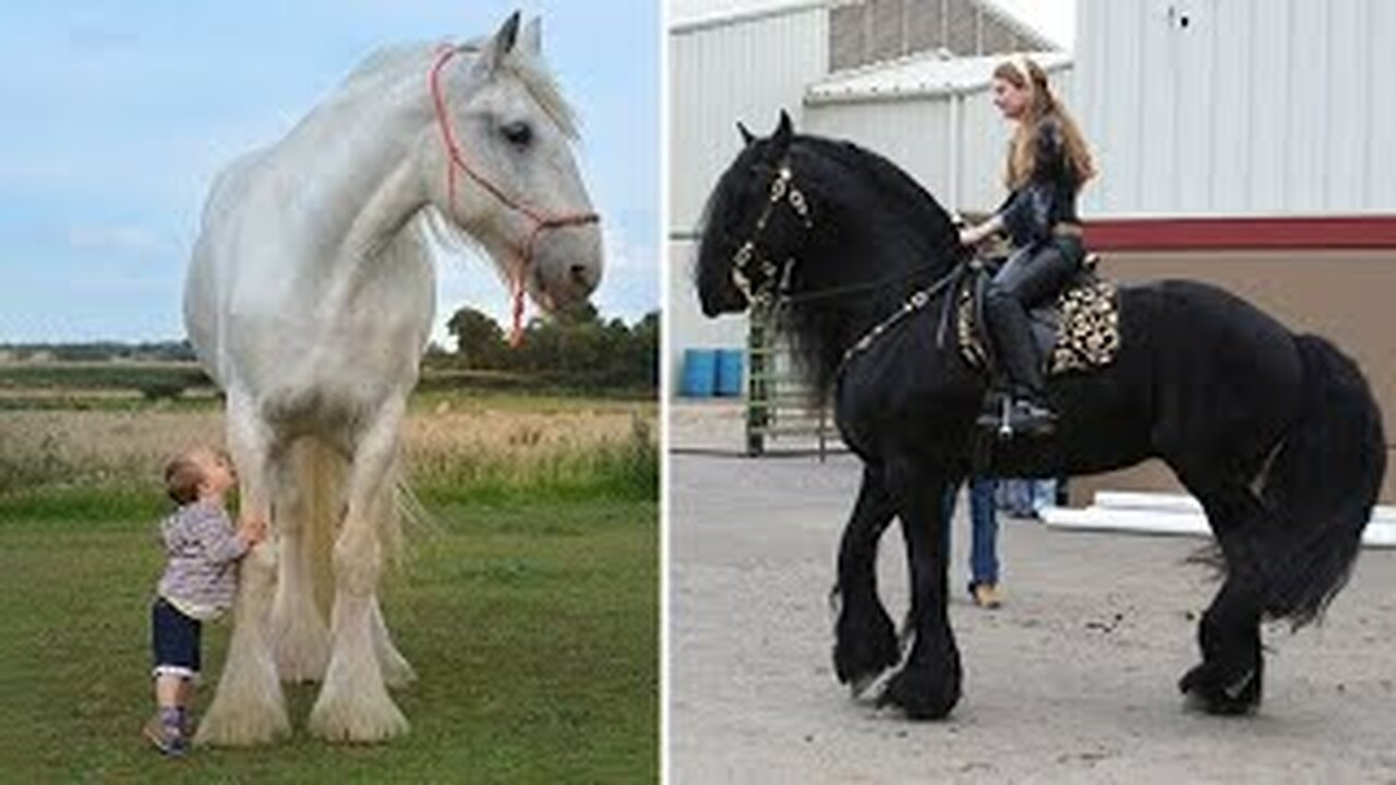 Cute And funny horse Videos Compilation cute moment of the horses