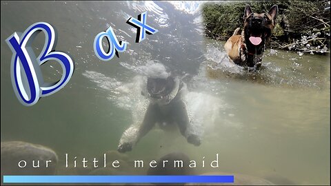 Malinois Bax filmed over and under water