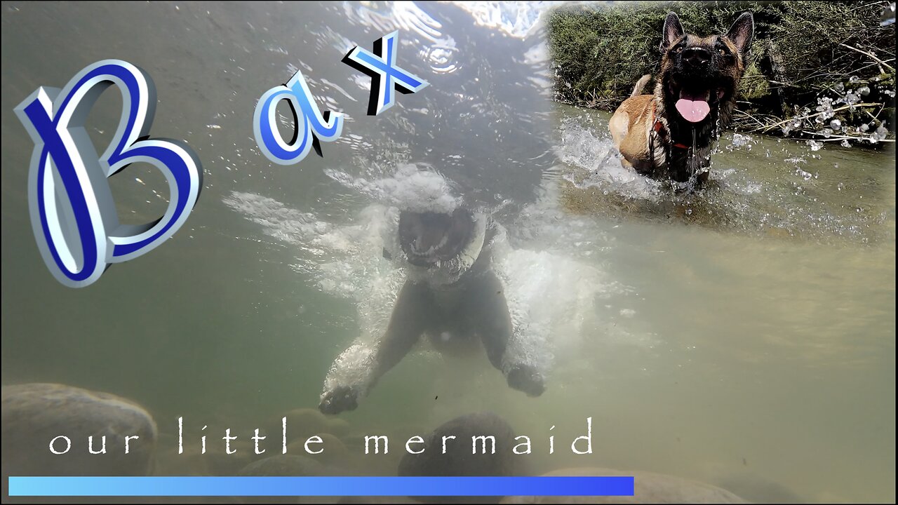 Malinois Bax filmed over and under water