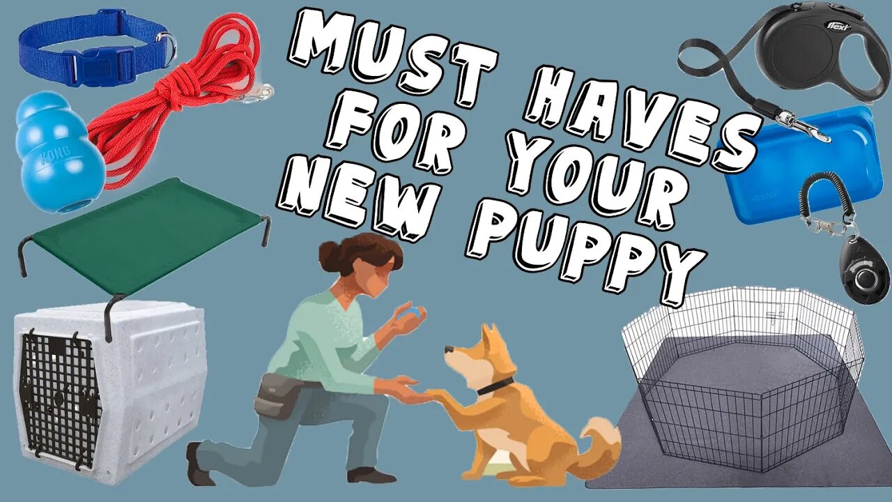 Must Have Items For Your New Puppy