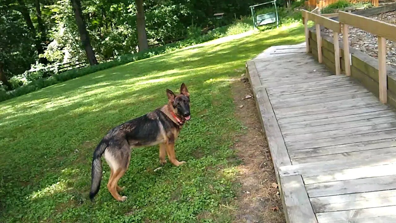 My German Shepards