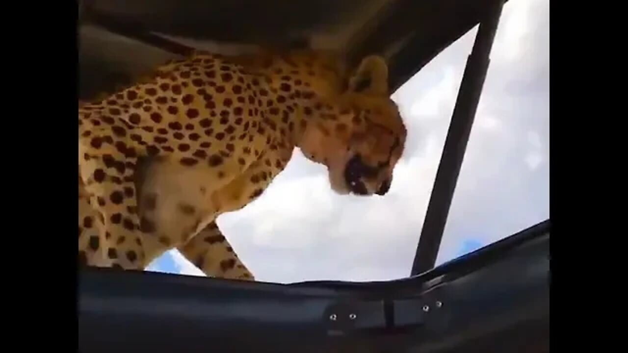 What is OMG? || #shorts #wildlife