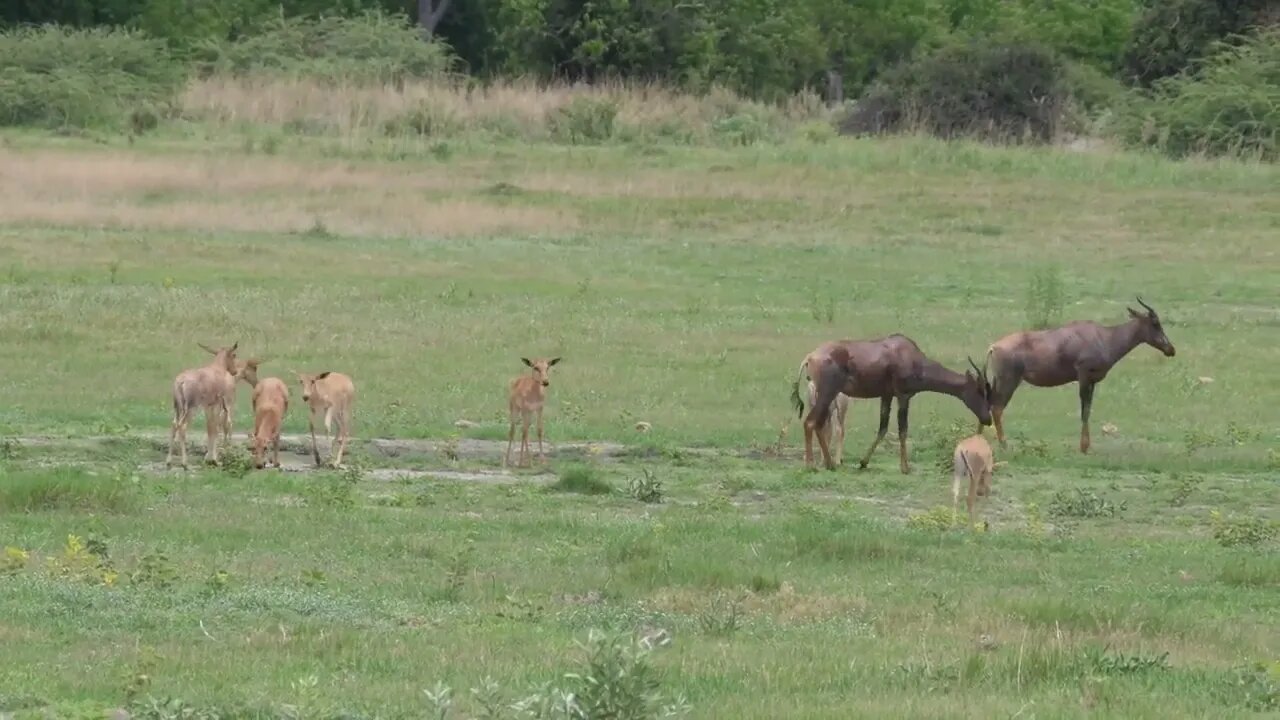 Herd of Common tsessebe on the savanna of Moremi Game Reserve in Botswana