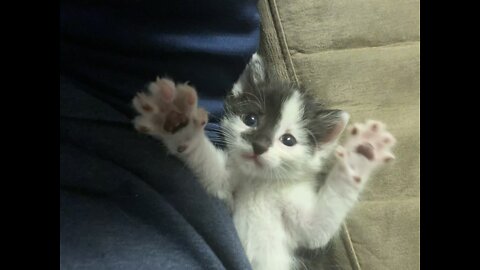 We got new kittens!!