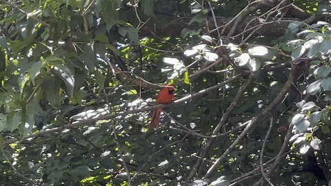 Male Cardinal soprano 😊😊