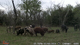 Young Boar and Tough Sow go down.