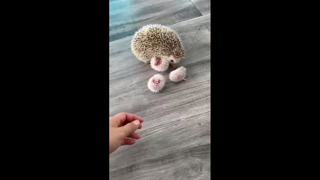 Maternal Hedgehog.