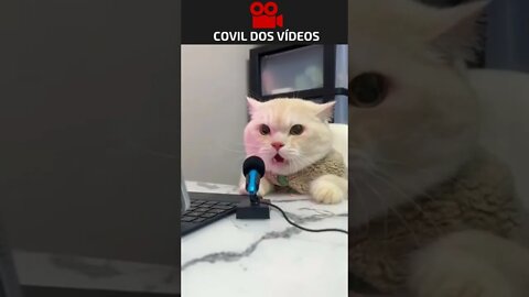 gato podcaster