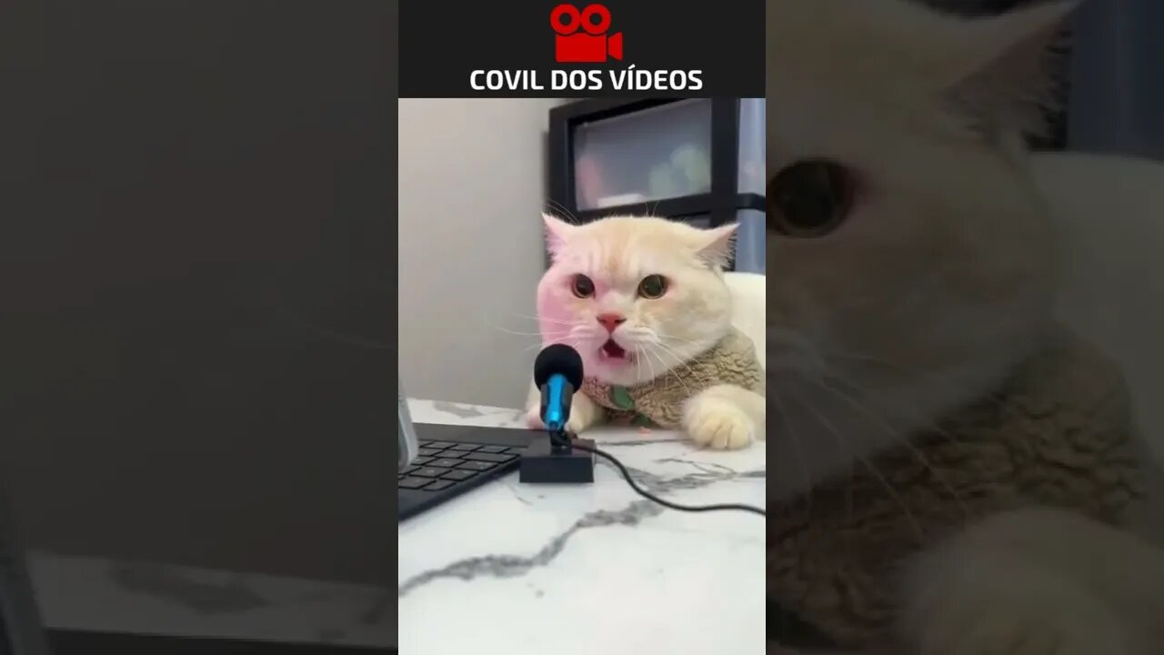 gato podcaster