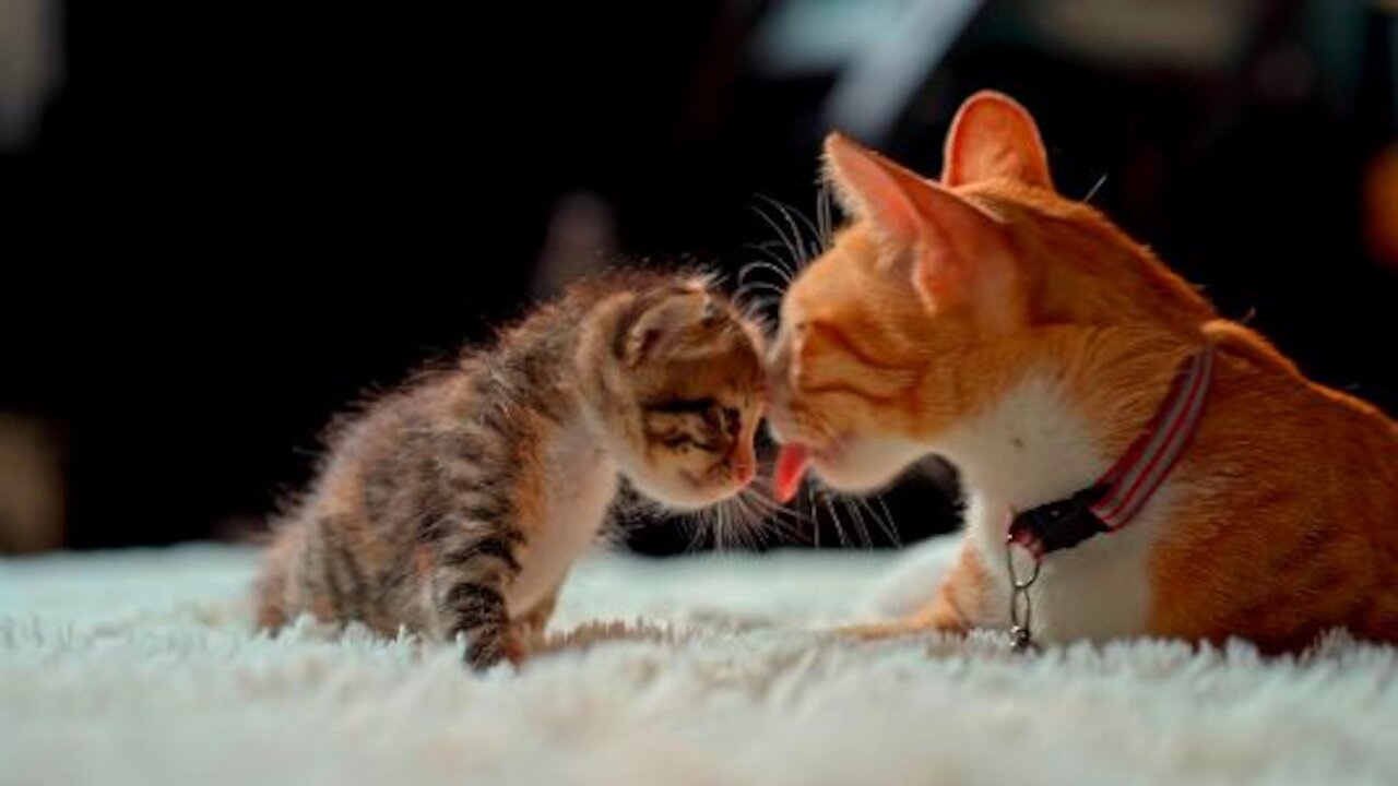 Cat playing with her kid