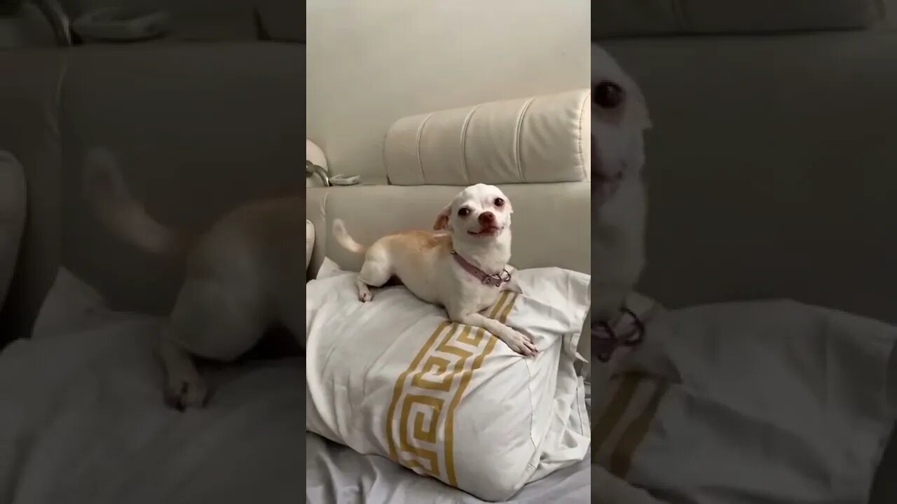 soltando a franga 😂😂😂 #shorts