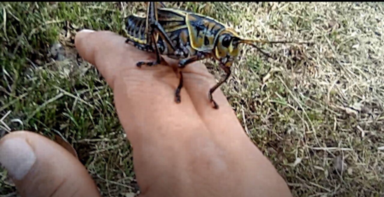 giant Tex grasshopper going up my arm