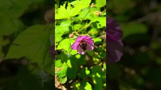 Bumble Bee Exploring a Pink Flower🍀🌸🥰🇨🇦 | Greetings | Uplifting shorts | Journal