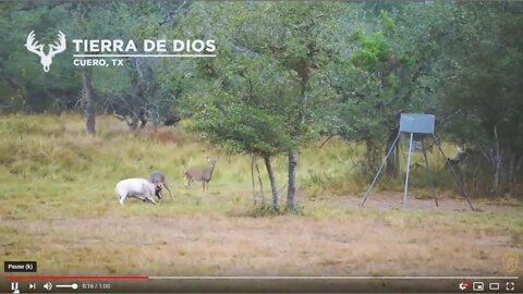 Why Horn Control Is A Bad Idea - Unarmed Deer Are Just A Victim