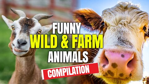 Best funny Wild and Farm animals videos